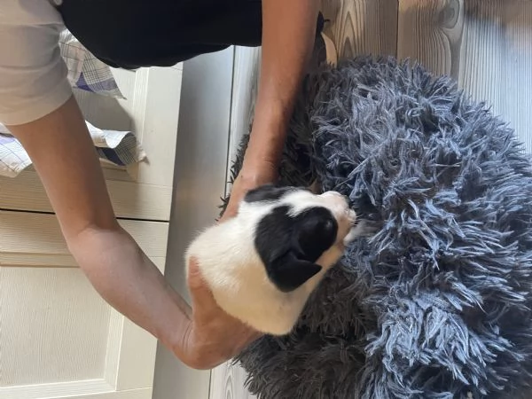 Regalo incrocio di Amstaff 