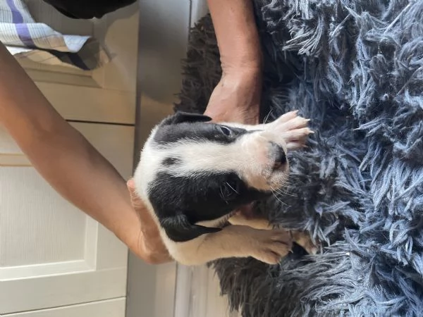 Regalo incrocio di Amstaff  | Foto 5
