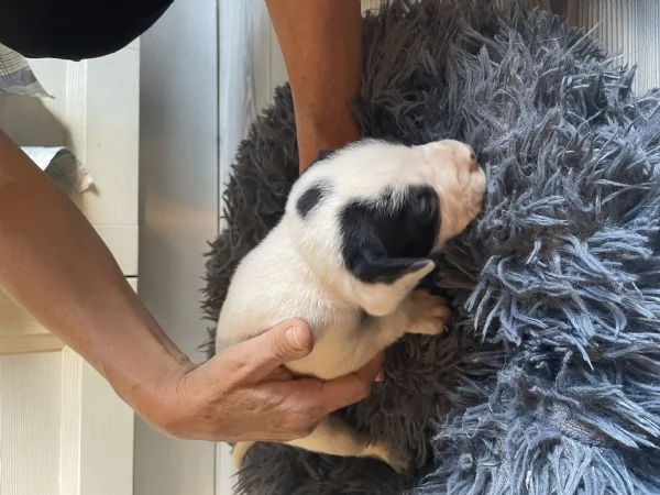 Regalo incrocio di Amstaff  | Foto 4