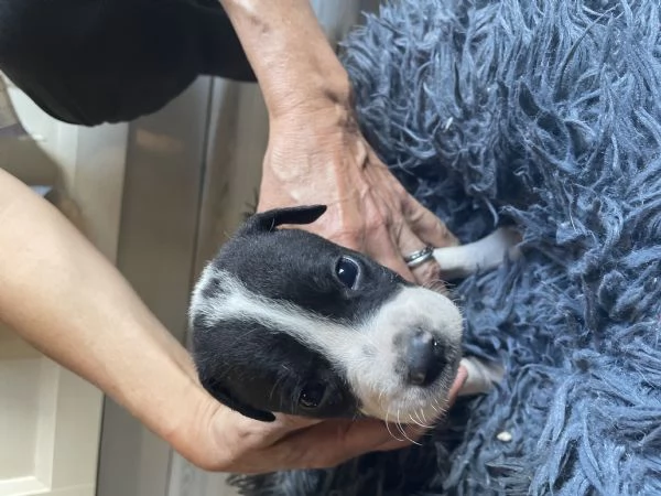 Regalo incrocio di Amstaff  | Foto 3