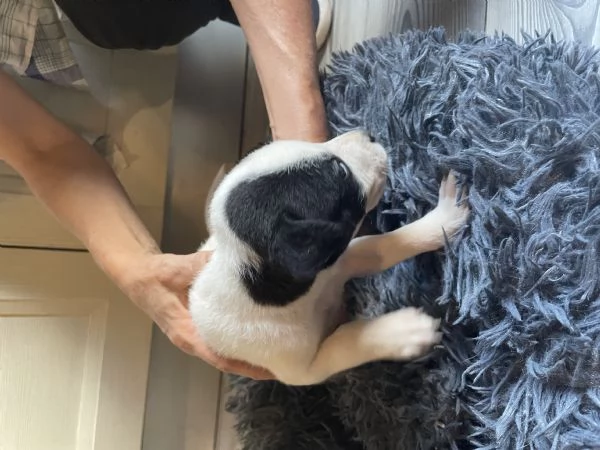 Regalo incrocio di Amstaff  | Foto 2