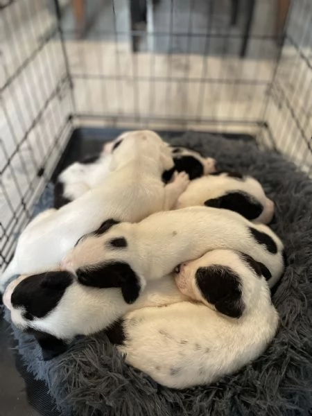 Regalo incrocio di Amstaff  | Foto 1