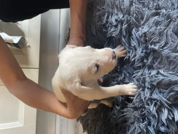 Regalo incrocio di Amstaff  | Foto 0