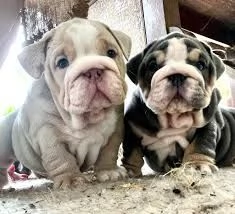 Cuccioli di Bulldog Inglese sani in vendita