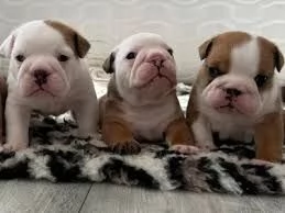 Cuccioli di Bulldog Inglese sani in vendita | Foto 0