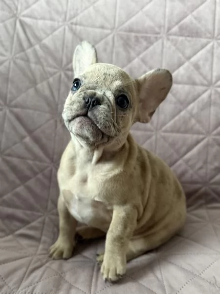 Cuccioli di Bulldog Francese Merle  a Merano