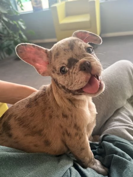 Cuccioli di Bulldog Francese Merle  a Merano | Foto 6