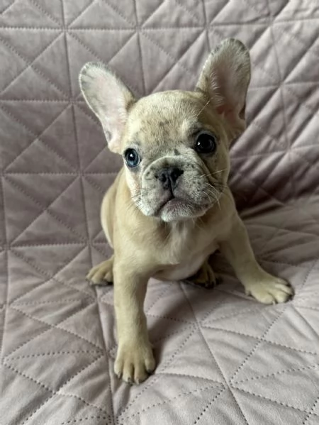 Cuccioli di Bulldog Francese Merle  a Merano | Foto 5