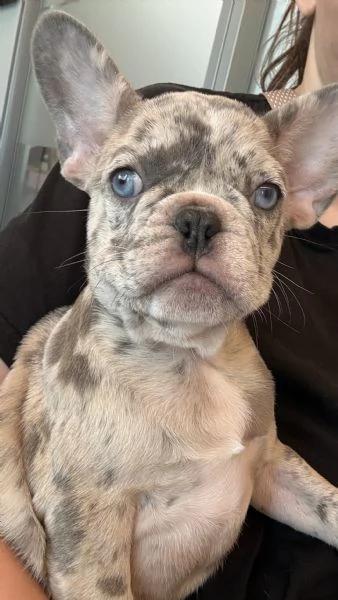 Cuccioli di Bulldog Francese Merle  a Merano | Foto 4