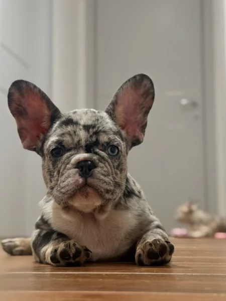 Cuccioli di Bulldog Francese Merle  a Merano | Foto 3