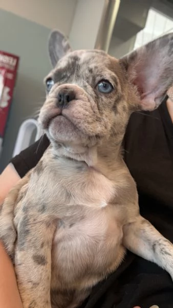 Cuccioli di Bulldog Francese Merle  a Merano | Foto 2