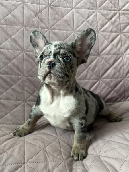 Cuccioli di Bulldog Francese Merle  a Merano | Foto 1