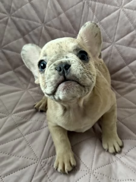 Cuccioli di Bulldog Francese Merle  a Merano | Foto 0