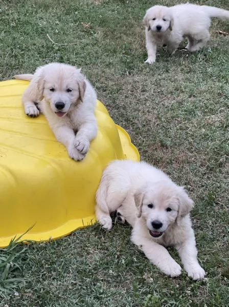 DISPONIBILI SPLENDIDI CUCCIOLI DI GOLDEN RETRIEVER