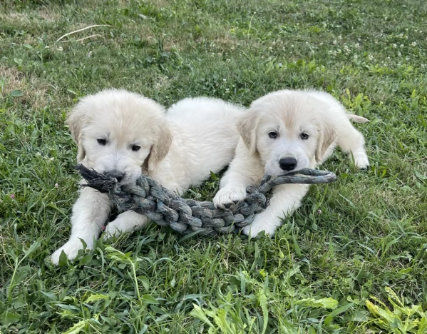 DISPONIBILI SPLENDIDI CUCCIOLI DI GOLDEN RETRIEVER | Foto 6