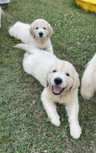 DISPONIBILI SPLENDIDI CUCCIOLI DI GOLDEN RETRIEVER | Foto 5