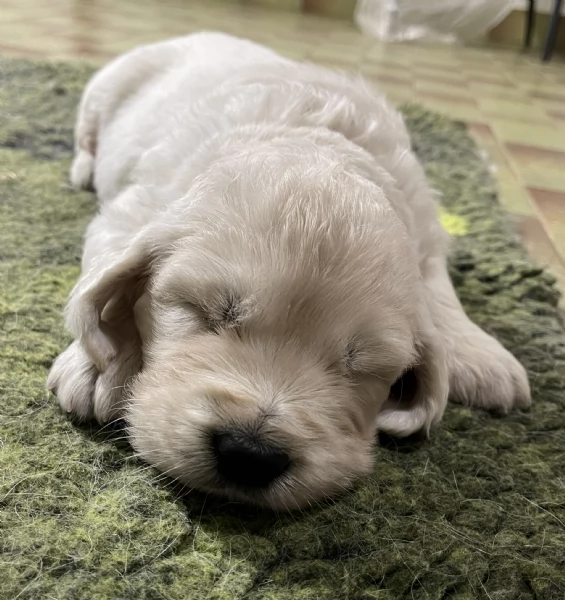 DISPONIBILI SPLENDIDI CUCCIOLI DI GOLDEN RETRIEVER | Foto 4