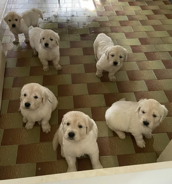 DISPONIBILI SPLENDIDI CUCCIOLI DI GOLDEN RETRIEVER | Foto 3