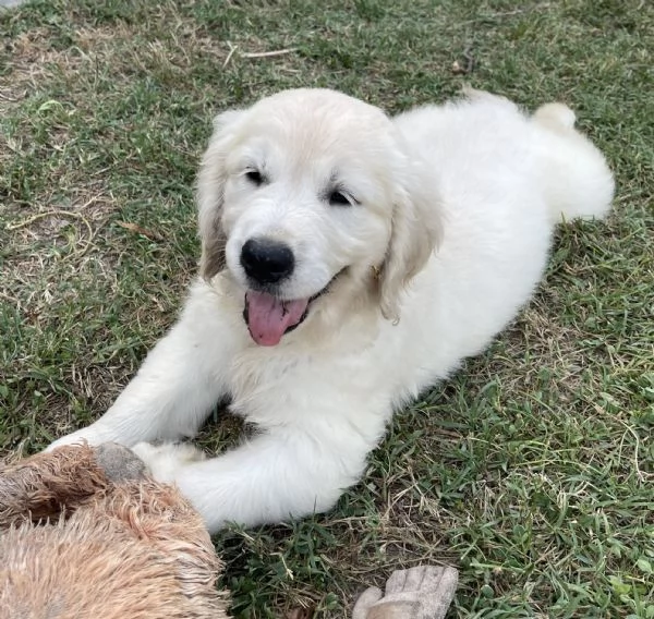 DISPONIBILI SPLENDIDI CUCCIOLI DI GOLDEN RETRIEVER | Foto 2