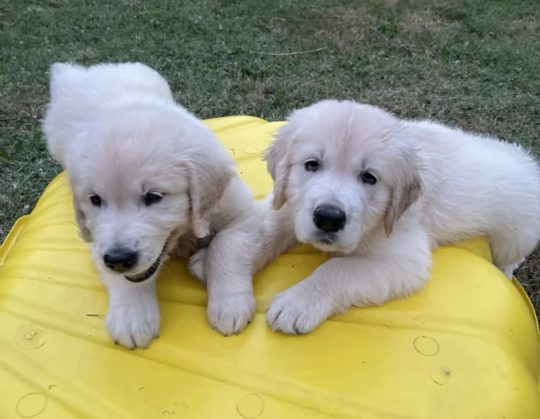 DISPONIBILI SPLENDIDI CUCCIOLI DI GOLDEN RETRIEVER | Foto 1