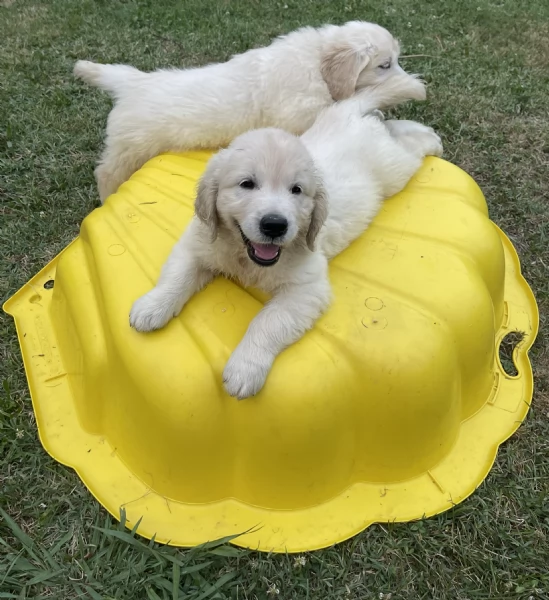 DISPONIBILI SPLENDIDI CUCCIOLI DI GOLDEN RETRIEVER | Foto 0