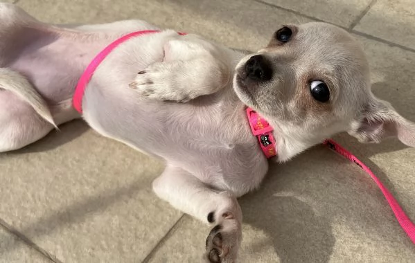 Cucciola Chihuahua | Foto 1