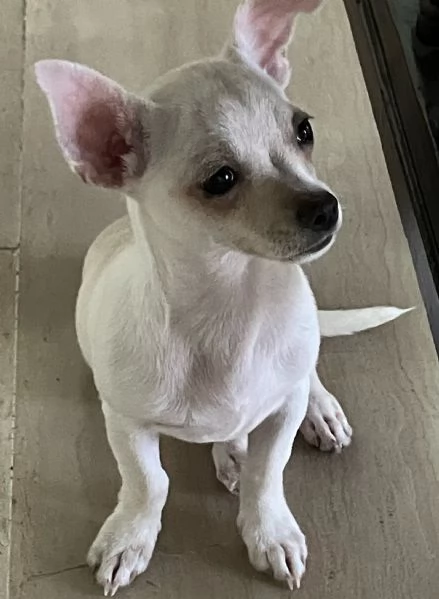 Cucciola Chihuahua | Foto 0