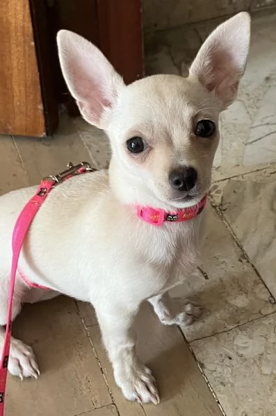 Cucciola Chihuahua