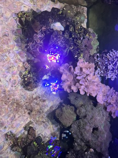 ACQUARIO MARINO | Foto 3