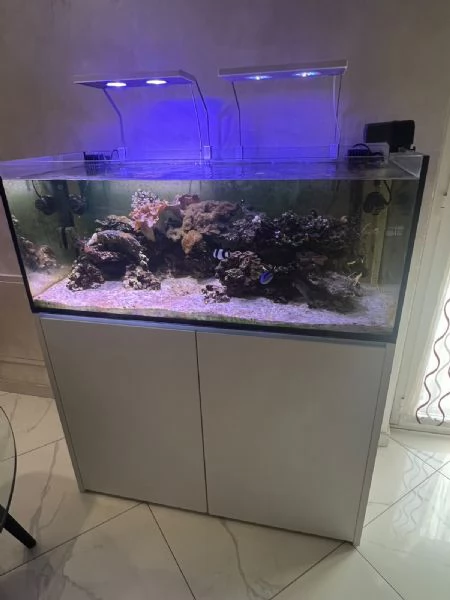 ACQUARIO MARINO
