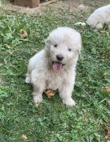 Cucciolo cane Pastore Maremmano Abbruzzese  | Foto 6
