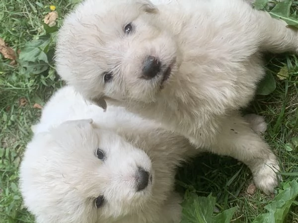 Cucciolo cane Pastore Maremmano Abbruzzese  | Foto 5