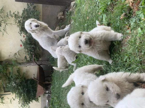 Cucciolo cane Pastore Maremmano Abbruzzese  | Foto 4