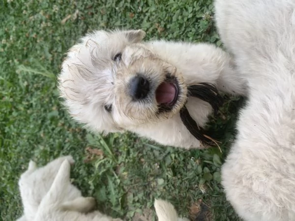 Cucciolo cane Pastore Maremmano Abbruzzese  | Foto 3