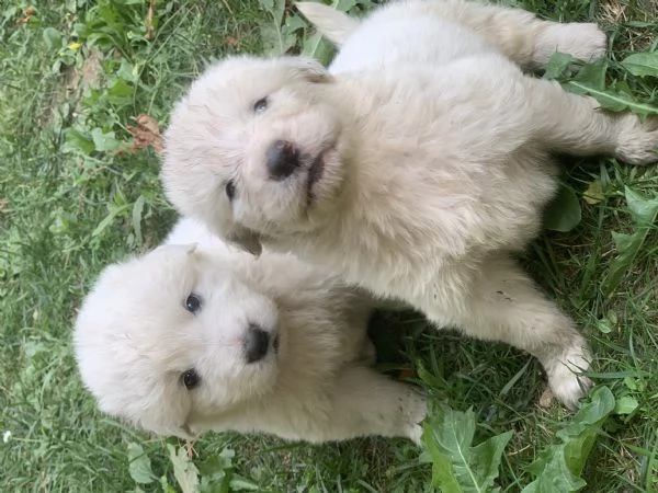 Cucciolo cane Pastore Maremmano Abbruzzese  | Foto 2