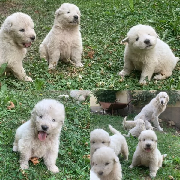 Cucciolo cane Pastore Maremmano Abbruzzese 