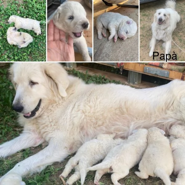 Cucciolo cane Pastore Maremmano Abbruzzese  | Foto 1