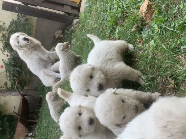 Cucciolo cane Pastore Maremmano Abbruzzese  | Foto 0