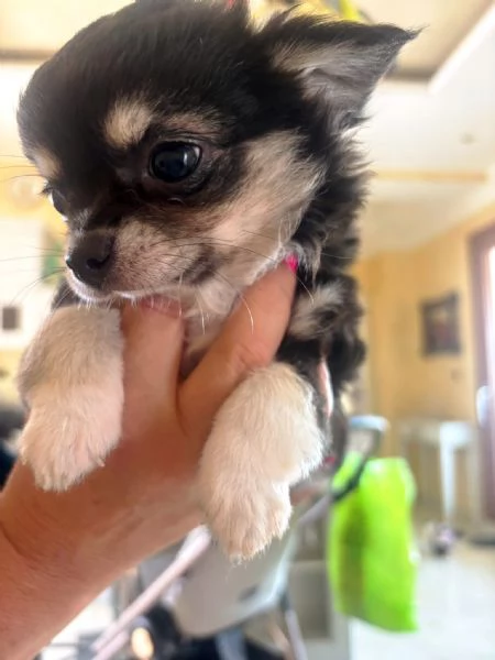 CHIHUAHUA PELO LUNGO | Foto 1
