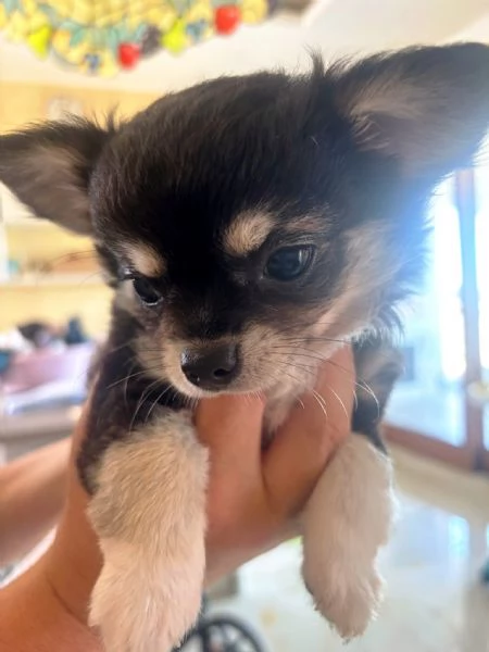 CHIHUAHUA PELO LUNGO | Foto 0