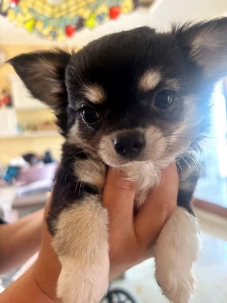CHIHUAHUA PELO LUNGO