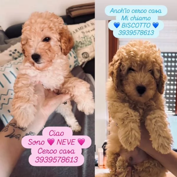 Barboncino: BISCOTTO cucciolo giocherellone e tenero 3 kg | Foto 0