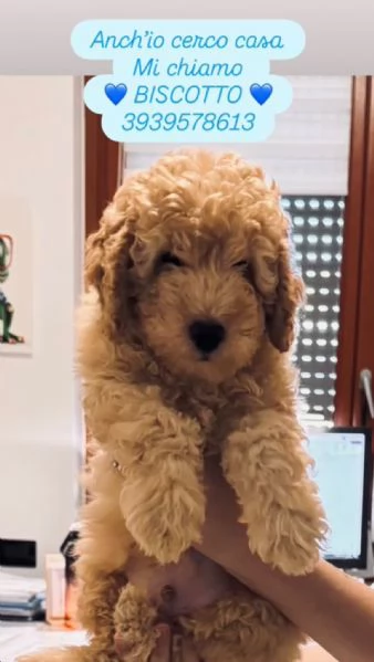Barboncino: BISCOTTO cucciolo giocherellone e tenero 3 kg