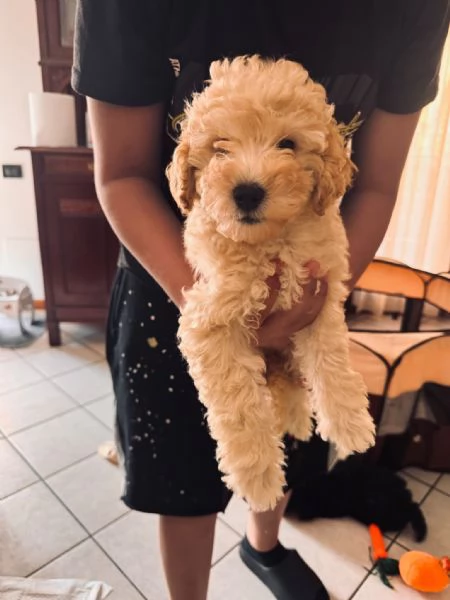 Barboncina: NEVE, cucciola tranquilla e tenera, 2,3 kg