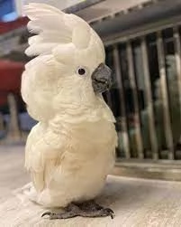 Splendido Cacatua crestagialla in vendita