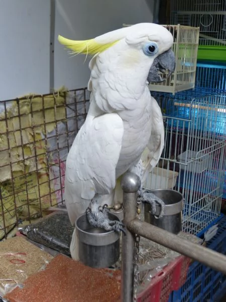Splendido Cacatua crestagialla in vendita | Foto 0