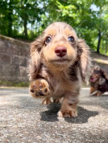 Cuccioli di bassotto nano di razza pura, disponibili da subito all'et&agrave; di 8-12 settimane. | Foto 1