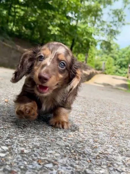 Cuccioli di bassotto nano di razza pura, disponibili da subito all'et&agrave; di 8-12 settimane. | Foto 0