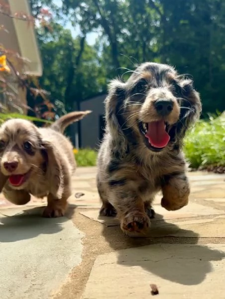 Cuccioli di bassotto nano di razza pura, disponibili da subito all'et&agrave; di 8-12 settimane.