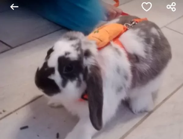 regalo coniglietto